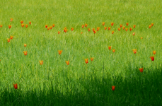 Blumenversteigerung